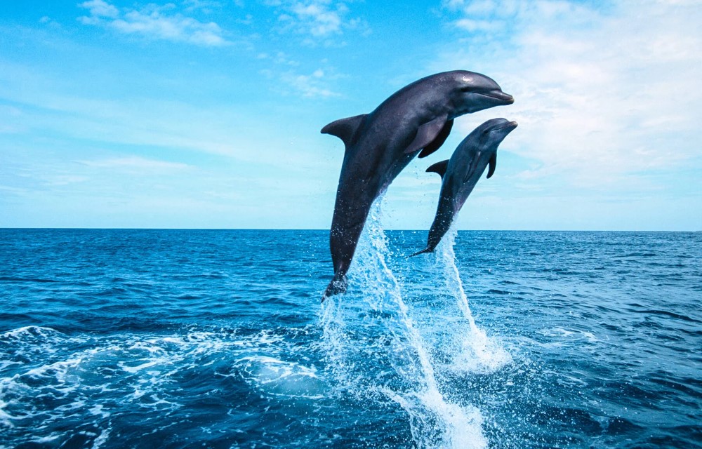 Karde & Murud Beach – Dolphin Safari
